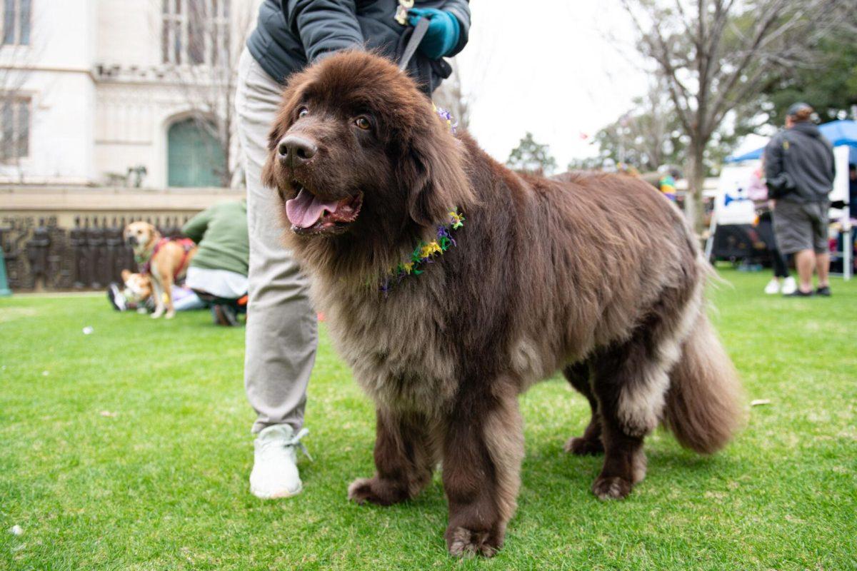 A large dog eyes the camera Sunday, Jan. 28, 2024, during CAAWS' Mystic Krewe of Mutts festivities in downtown Baton Rouge, La.