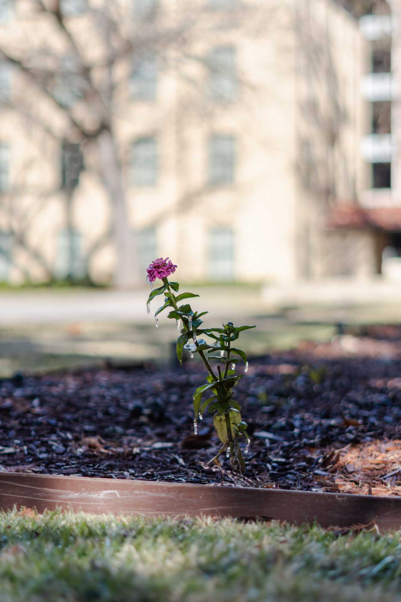 PHOTOS: Freezing temperatures bring an icy morning to Baton Rouge