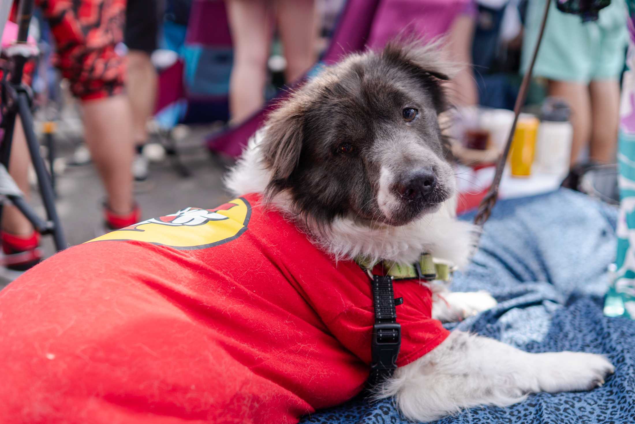 PHOTOS: Mardi Gras 2024 in New Orleans