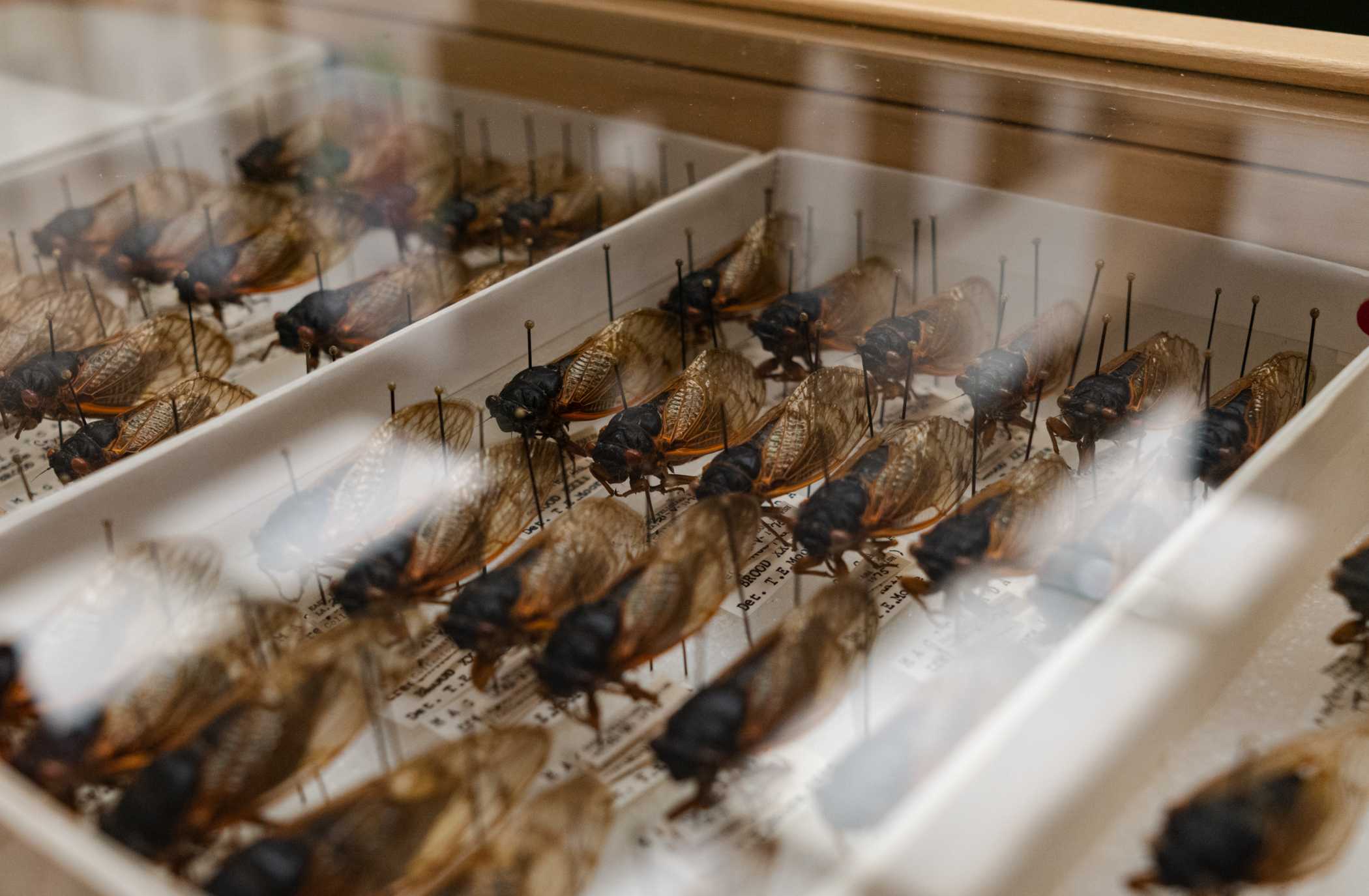 A rare double-emergence will bring hordes of cicadas this summer, but Louisiana's population may be extinct