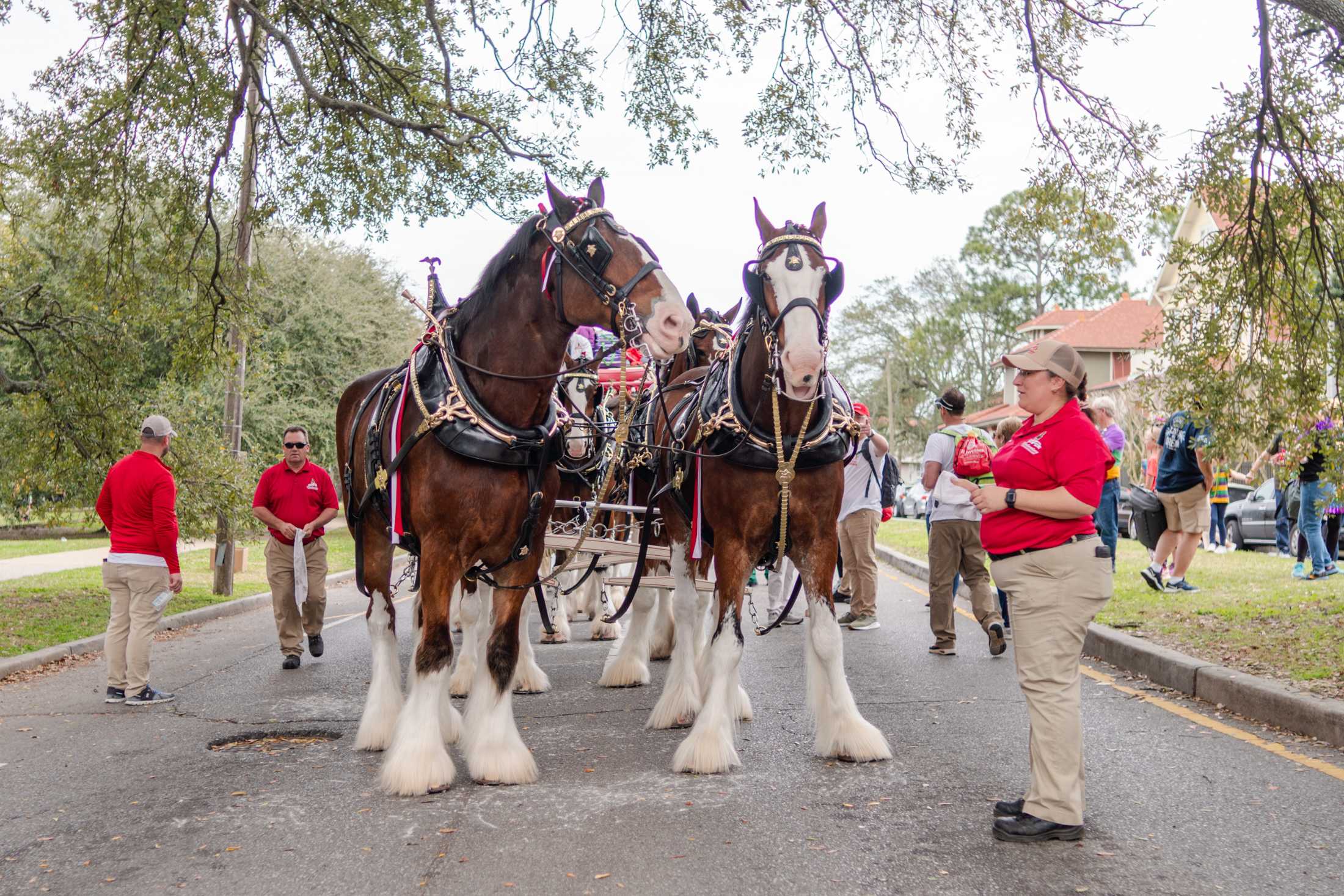 PHOTOS: Mardi Gras 2024 in New Orleans