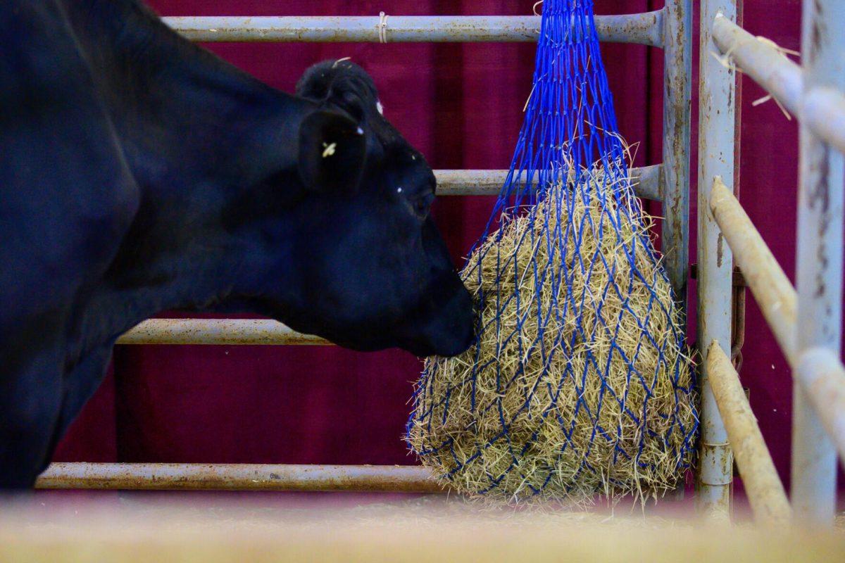 A cow eats hay from the net on Wednesday, March 20, 2024, in the John M. Parker Agricultural Coliseum on Ag Center Lane in Baton Rouge, La.