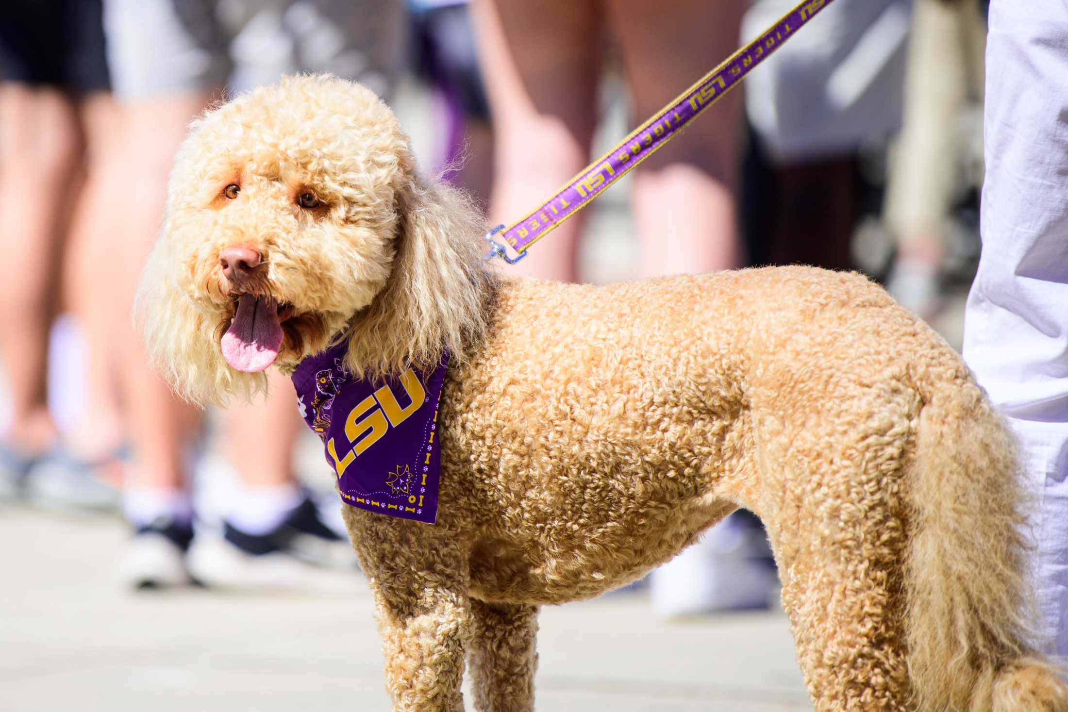 PHOTOS: Fans send off LSU women's basketball to the SEC Tournament