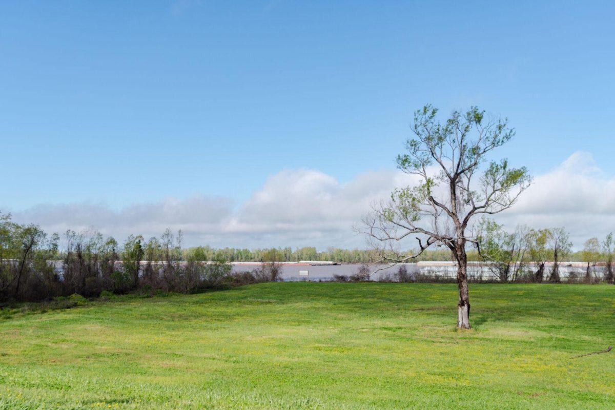 A tree stands near the Mississippi River Friday, March 22, 2024, in Baton Rouge, La.