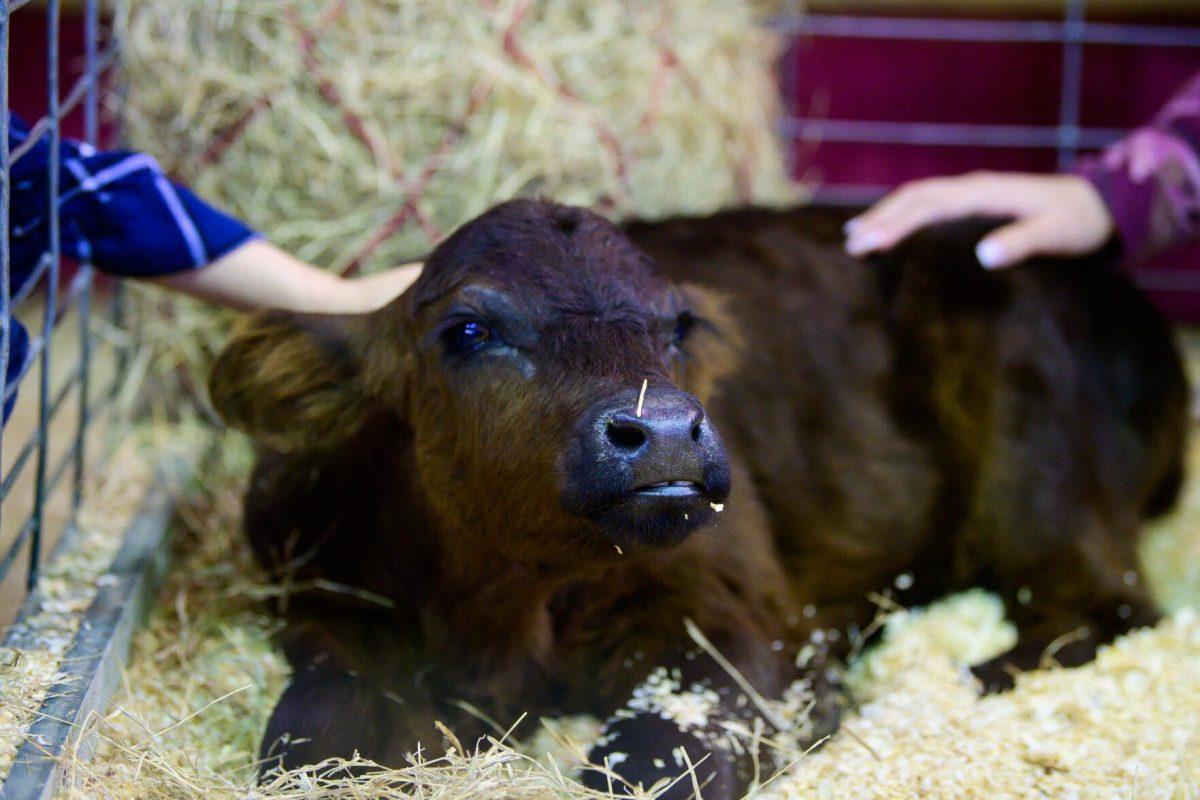 The calf sits on Wednesday, March 20, 2024, in the John M. Parker Agricultural Coliseum on Ag Center Lane in Baton Rouge, La.