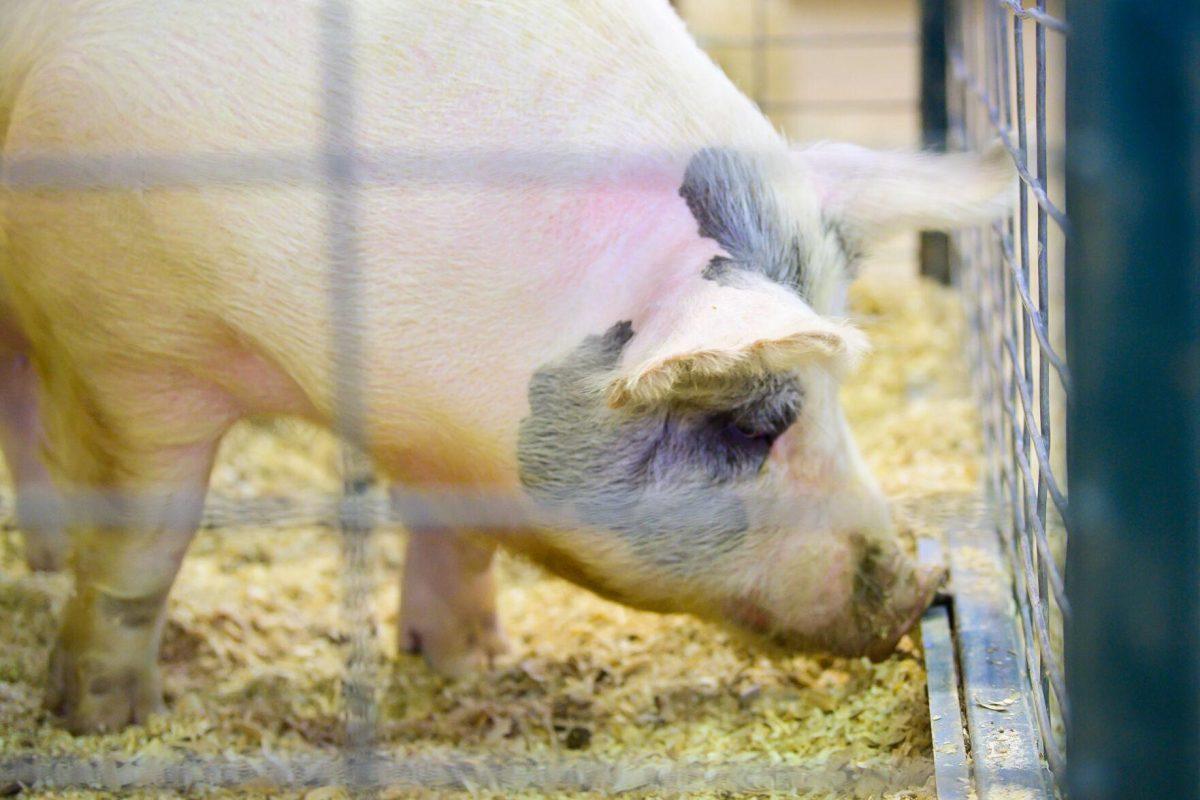 The pig sniffs the ground on Wednesday, March 20, 2024, in the John M. Parker Agricultural Coliseum on Ag Center Lane in Baton Rouge, La.