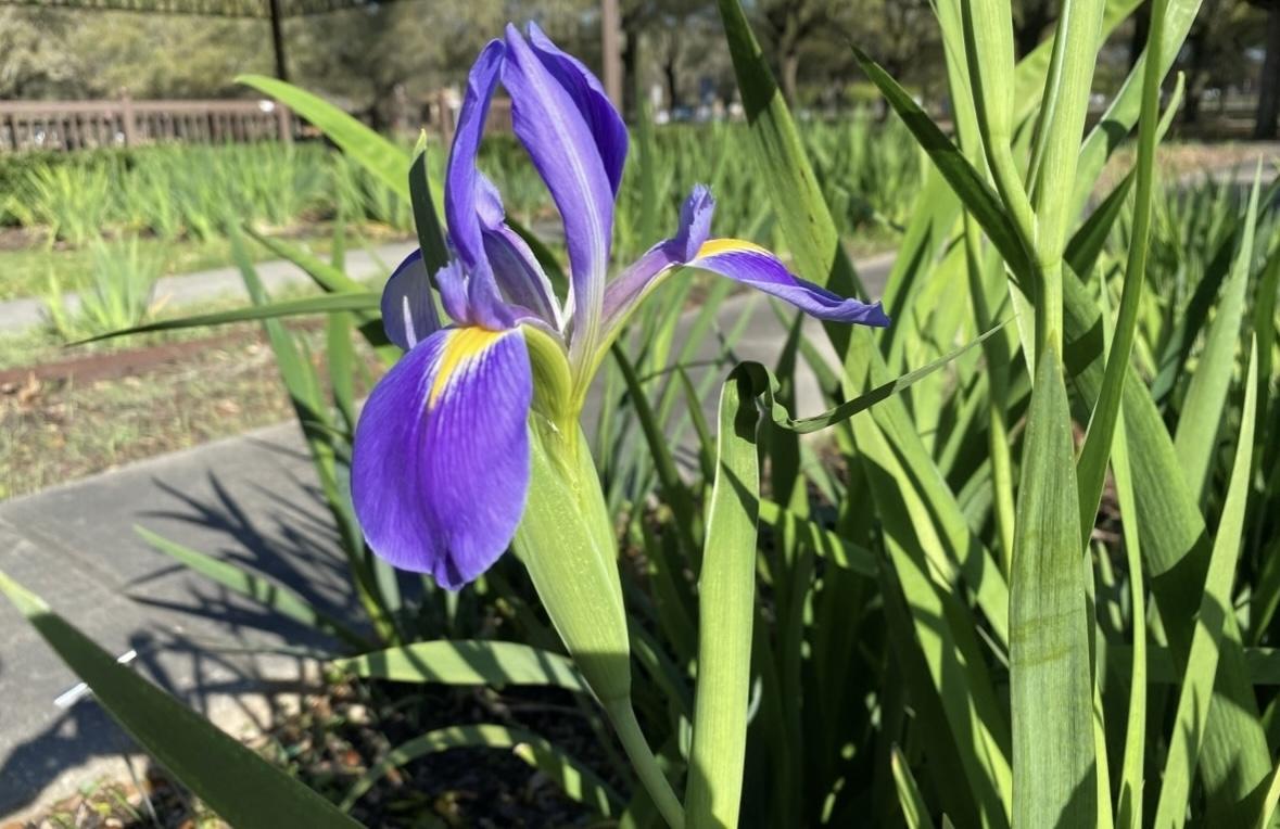 Purple iris