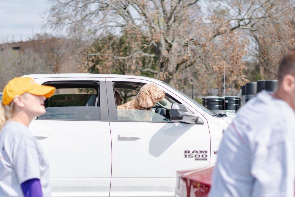 A dog comes along for the ride Saturday, March 2, 2024, at the Household Hazardous Materials Collection Day on LSU's campus in Baton Rouge, La.