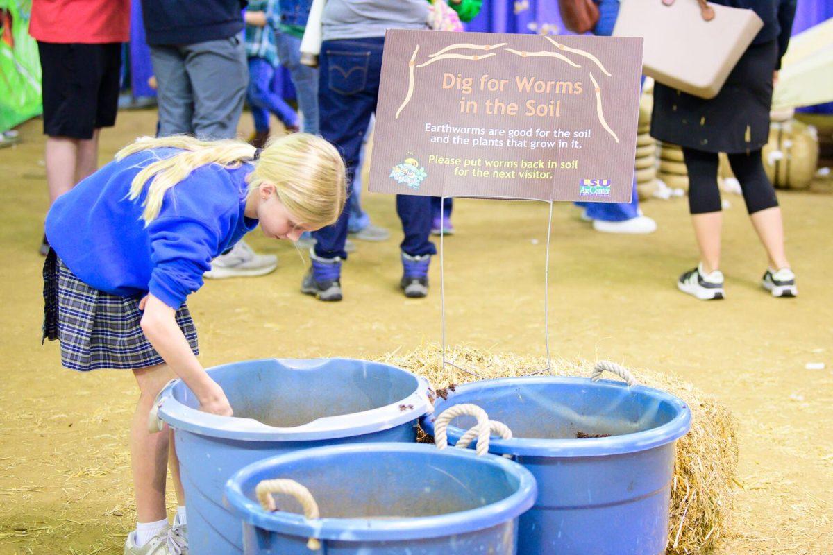 A girl digs for worms on Wednesday, March 20, 2024, in the John M. Parker Agricultural Coliseum on Ag Center Lane in Baton Rouge, La.