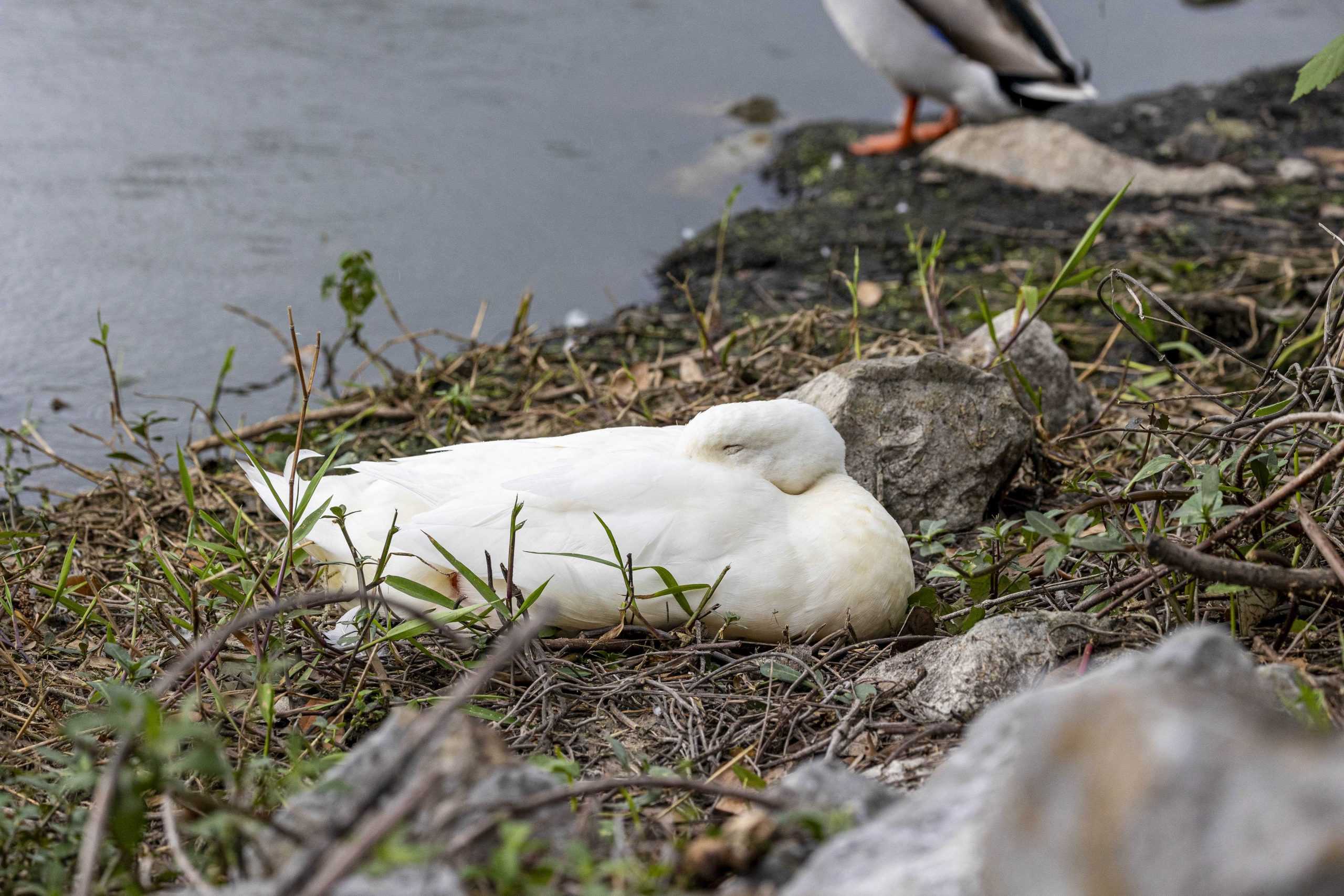 PHOTOS: What I learned from an hour with the campus ducks