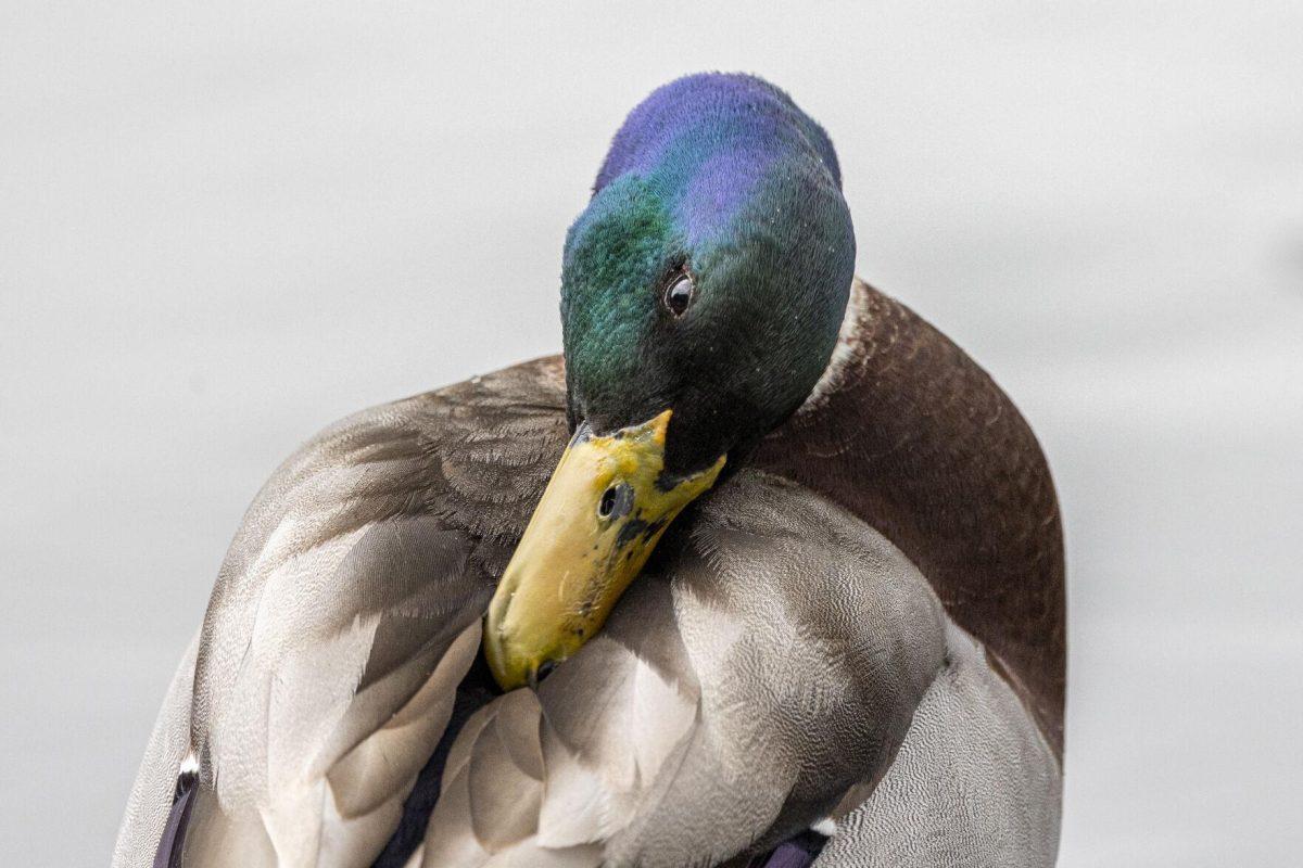 A mallard duck preens itself Tuesday, April 2, 2024, around Campus Lakes on LSU's campus.