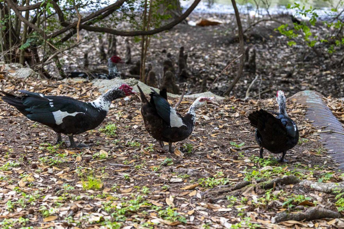 Muscovy ducks make fun of each other Tuesday, April 2, 2024, around Campus Lake on LSU's campus.