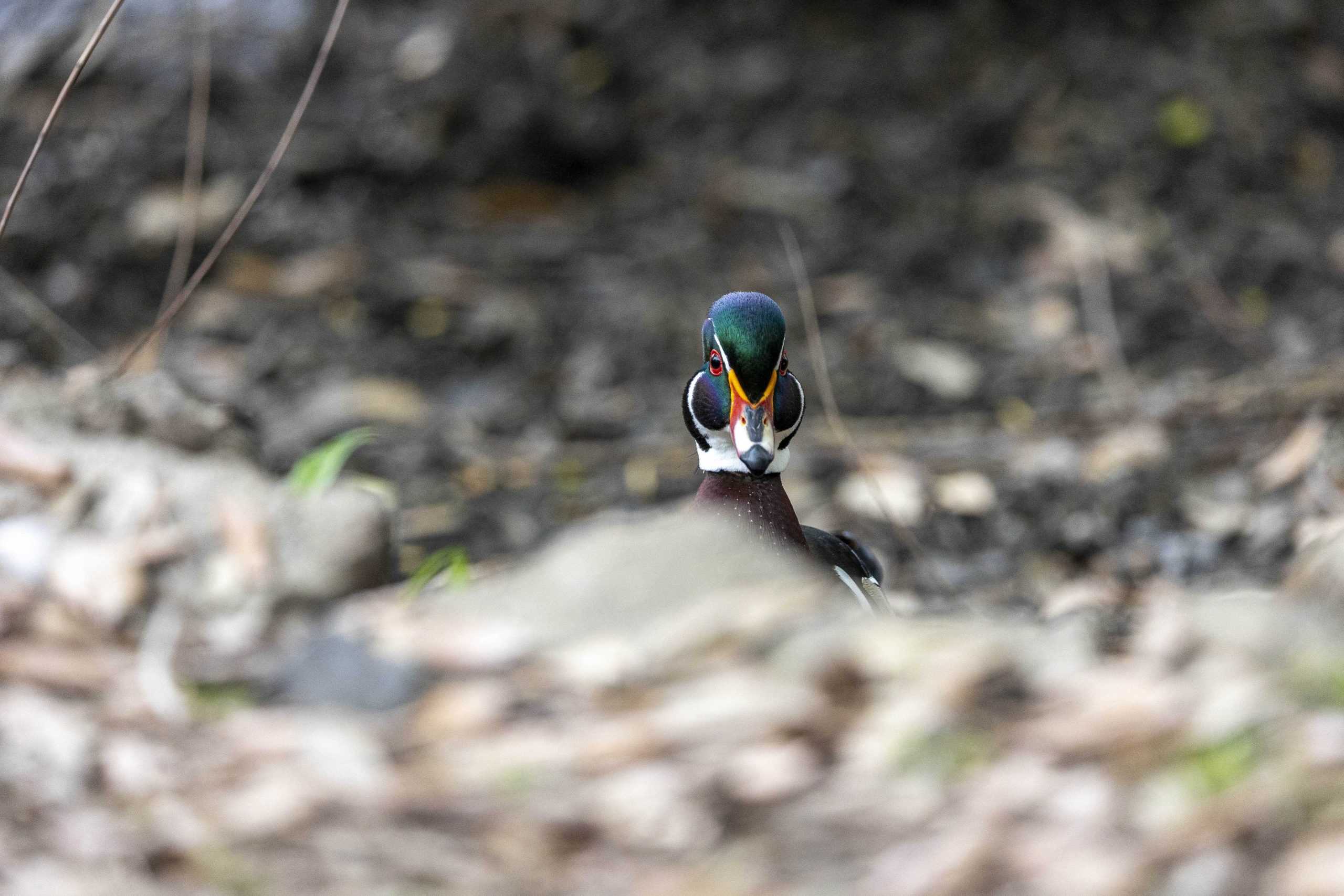 PHOTOS: What I learned from an hour with the campus ducks