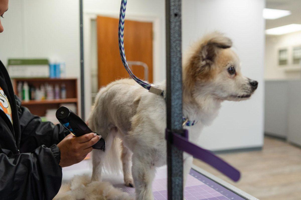 A dog stands for a grooming session Friday, April 26, 2024, at the doggy daycare facility at the LSU School of Veterinary Medicine in Baton Rouge, La.