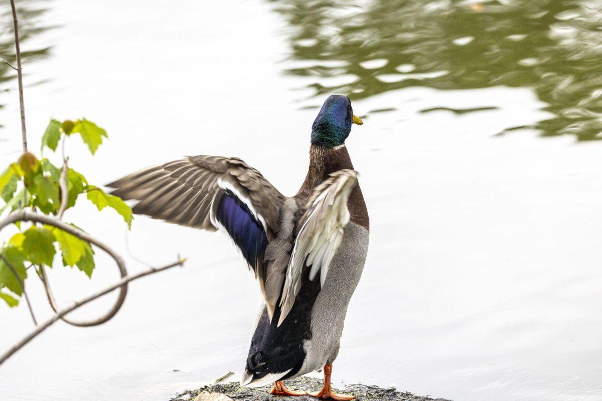 A mallard duck looks out at the water Tuesday, April 2, 2024, around Campus Lakes on LSU's campus.