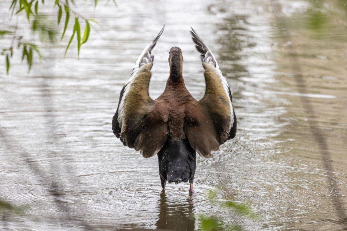 A goose spreads its wings Tuesday, April 2, 2024, on the Campus Lake on LSU's campus.