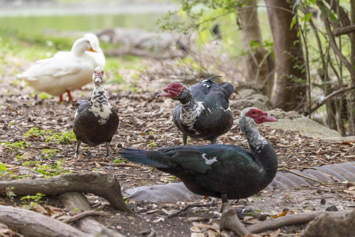 Muscovy ducks roam the Campus Lakes Tuesday, April 2, 2024, on LSU's campus.