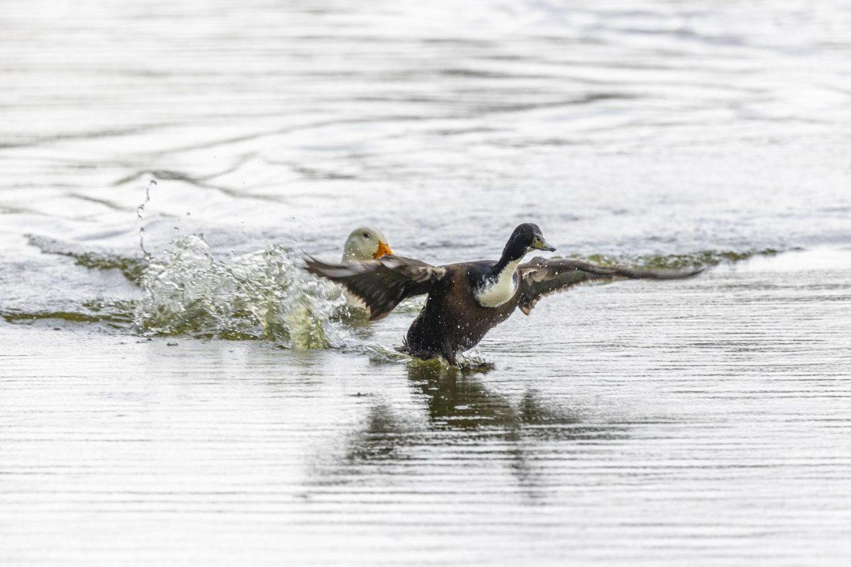 A goose glides over the water Tuesday, April 2, 2024, at the Campus Lakes on LSU's campus.