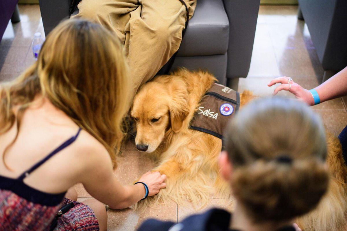 Salsa rests on Tuesday, April 30, 2024, in the LSU Library in Baton Rouge, La.