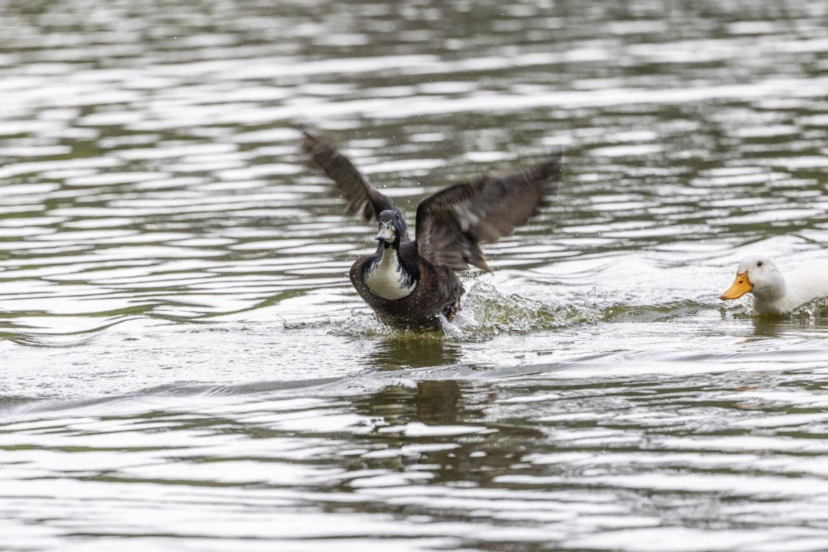 A goose splashes water at a pekin duck Tuesday, April 2, 2024, around Campus Lakes on LSU's campus.
