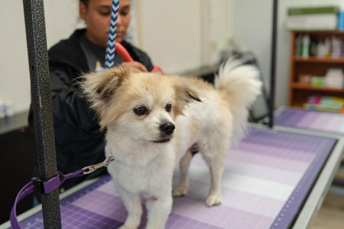 A dog stands for a grooming session Friday, April 26, 2024, at the doggy daycare facility at the LSU School of Veterinary Medicine in Baton Rouge, La.