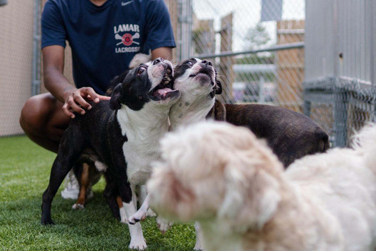 Dogs enjoy their outside time Friday, April 26, 2024, at the doggy daycare facility at the LSU School of Veterinary Medicine in Baton Rouge, La.