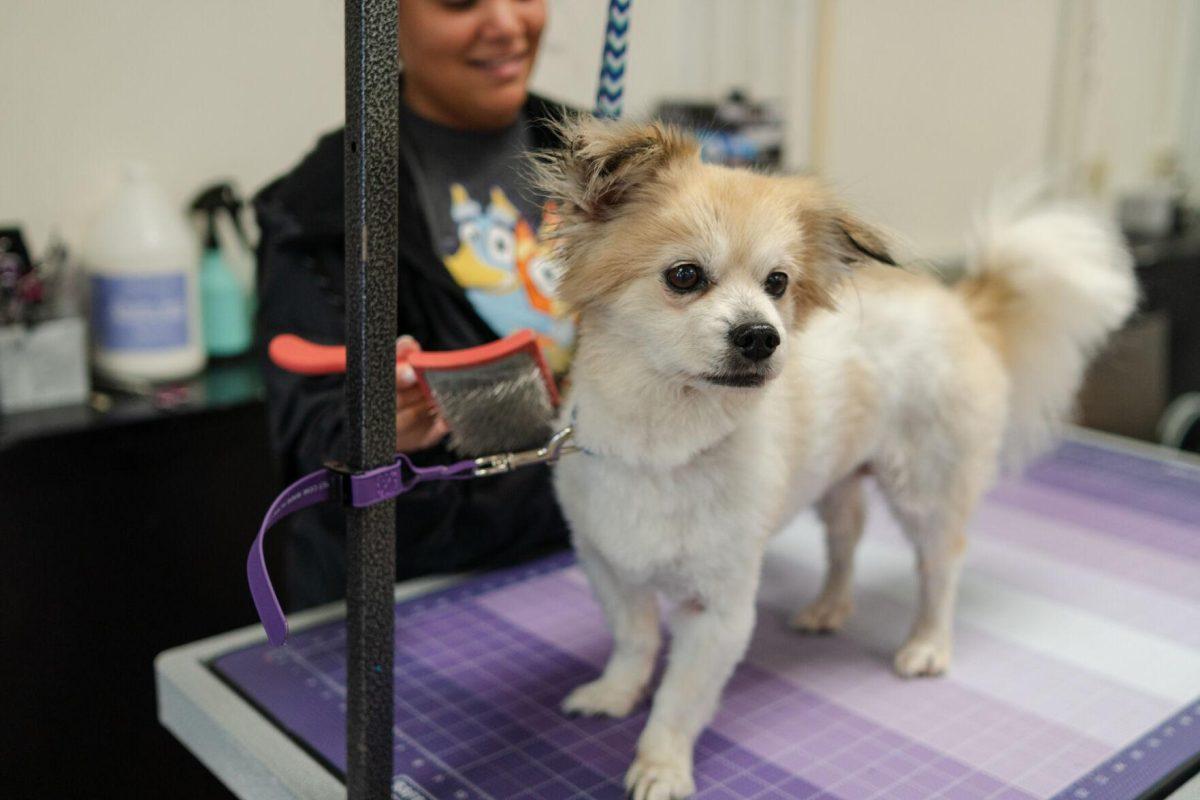 A dog stands for a grooming session Friday, April 26, 2024, at the doggy daycare facility at the LSU School of Veterinary Medicine in Baton Rouge, La.