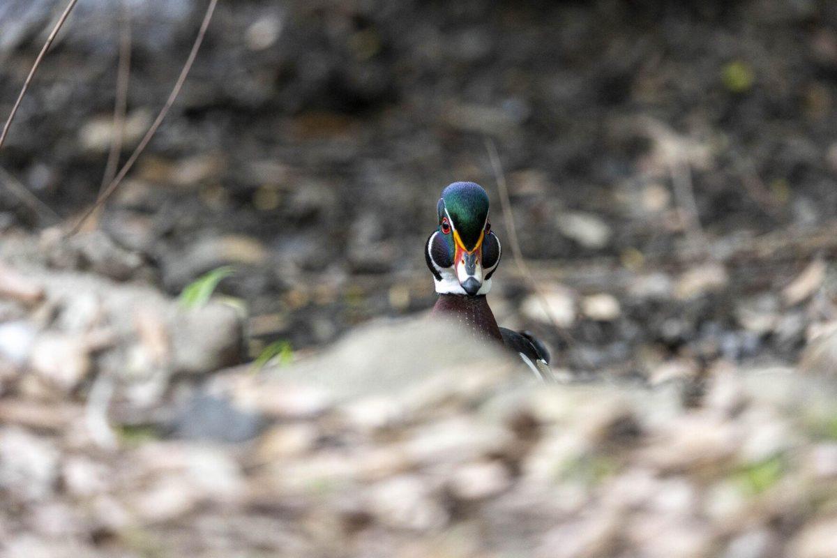 A wood duck peeks over some rocks Tuesday, April 2, 2024, around Campus Lake on LSU's campus.