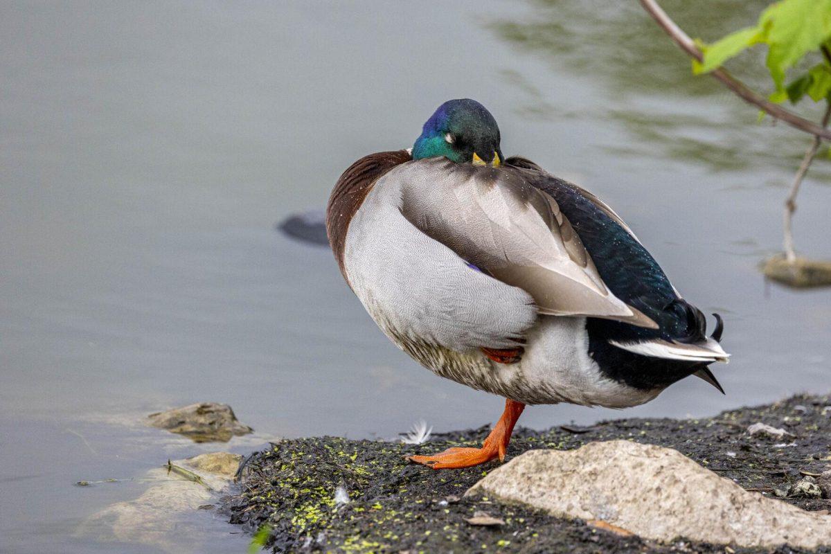 A mallard duck tucks its head in its feathers for a nap Tuesday, April 2, 2024, around Campus Lakes on LSU's campus.