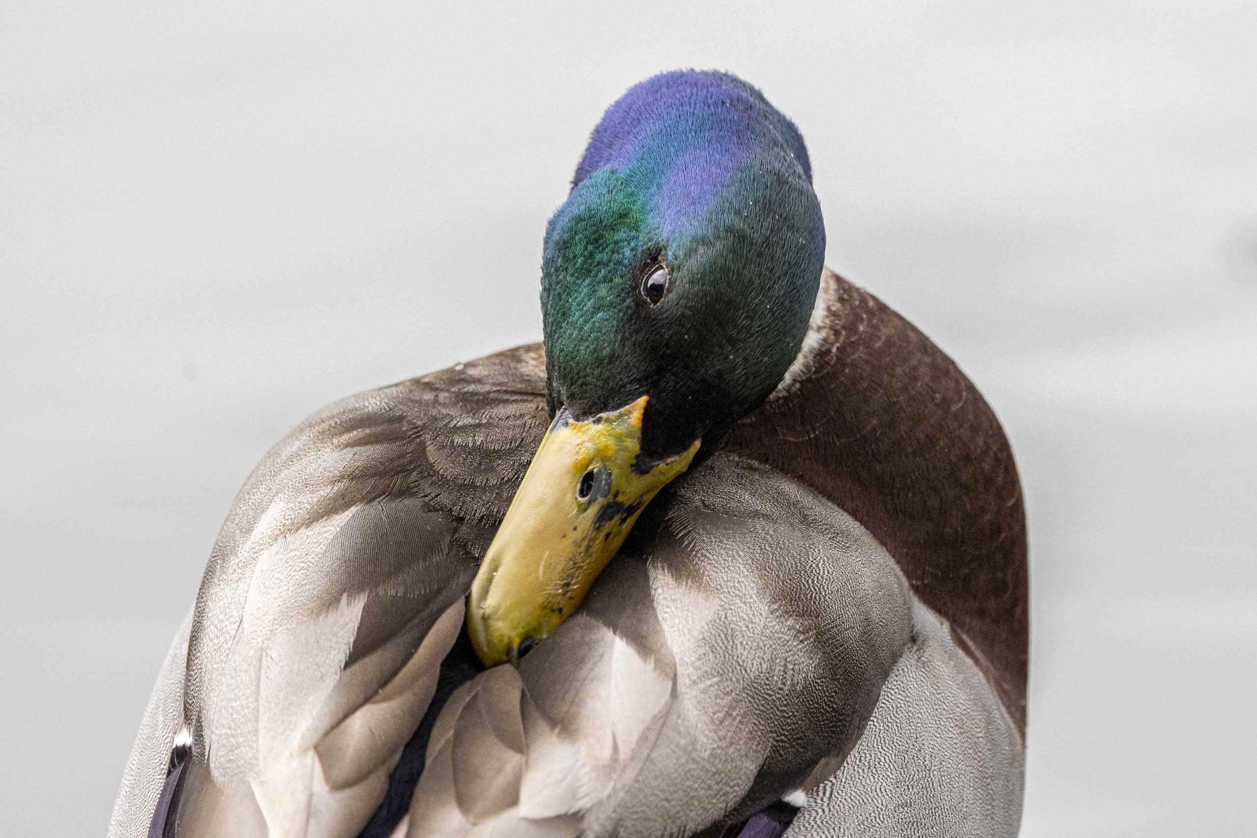 PHOTOS: What I learned from an hour with the campus ducks