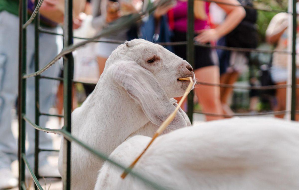 A goat munches on some hay Tuesday, April 2, 2024, at the College Council Rodeo on Tower Drive on LSU's campus.