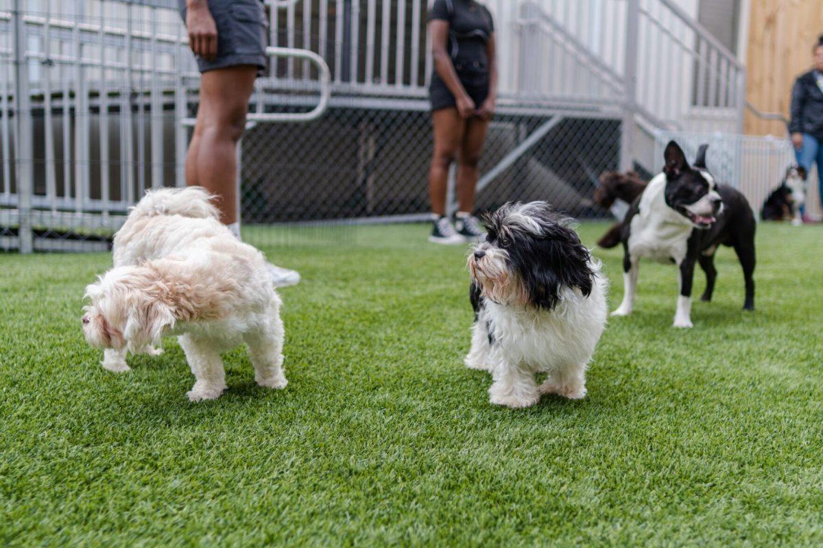 Dogs enjoy their outside time Friday, April 26, 2024, at the doggy daycare facility at the LSU School of Veterinary Medicine in Baton Rouge, La.