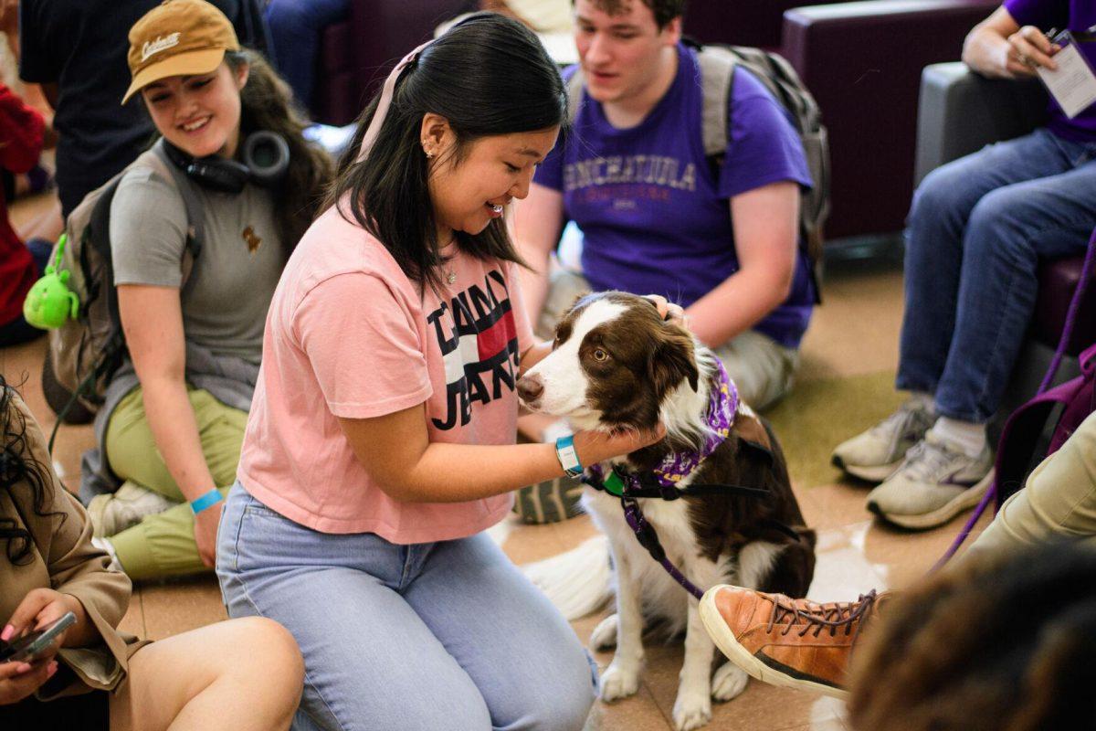 An LSU students pets the collie on Tuesday, April 30, 2024, in the LSU Library in Baton Rouge, La.