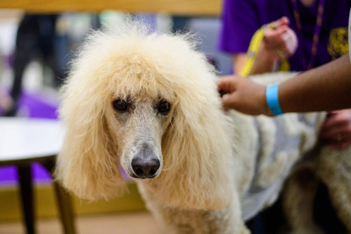 The poodle is pet by LSU students on Tuesday, April 30, 2024, in the LSU Library in Baton Rouge, La.