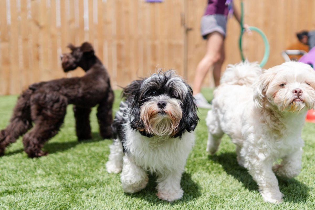 Dogs frolick about Friday, April 26, 2024, at the doggy daycare facility at the LSU School of Veterinary Medicine in Baton Rouge, La.