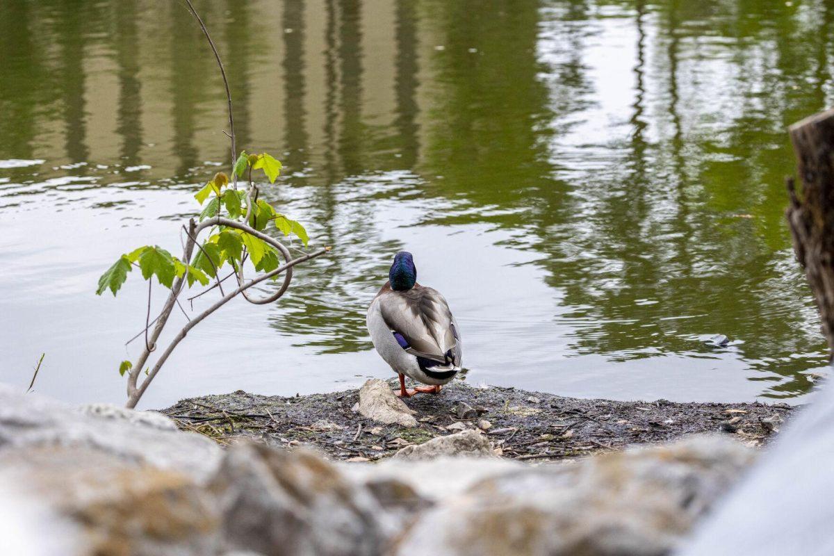 A mallard duck looks out at the water of Campus Lake Tuesday, April 2, 2024, around Campus Lakes on LSU's campus.