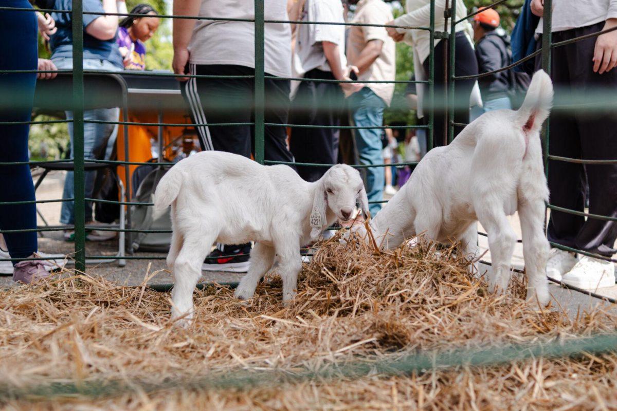 Goats enjoy eating some hay Tuesday, April 2, 2024, at the College Council Rodeo on Tower Drive on LSU's campus.