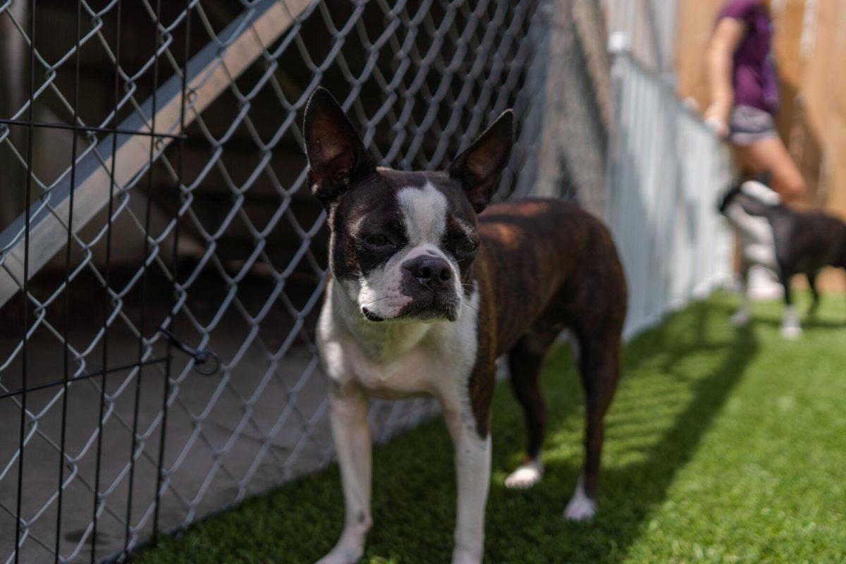 A dog stands in the shade Friday, April 26, 2024, at the doggy daycare facility at the LSU School of Veterinary Medicine in Baton Rouge, La.