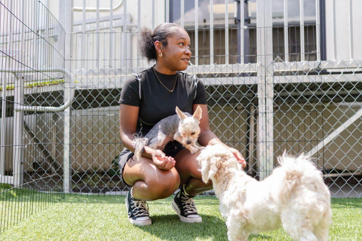 A dog sits in student worker Leah's lap Friday, April 26, 2024, at the doggy daycare facility at the LSU School of Veterinary Medicine in Baton Rouge, La.