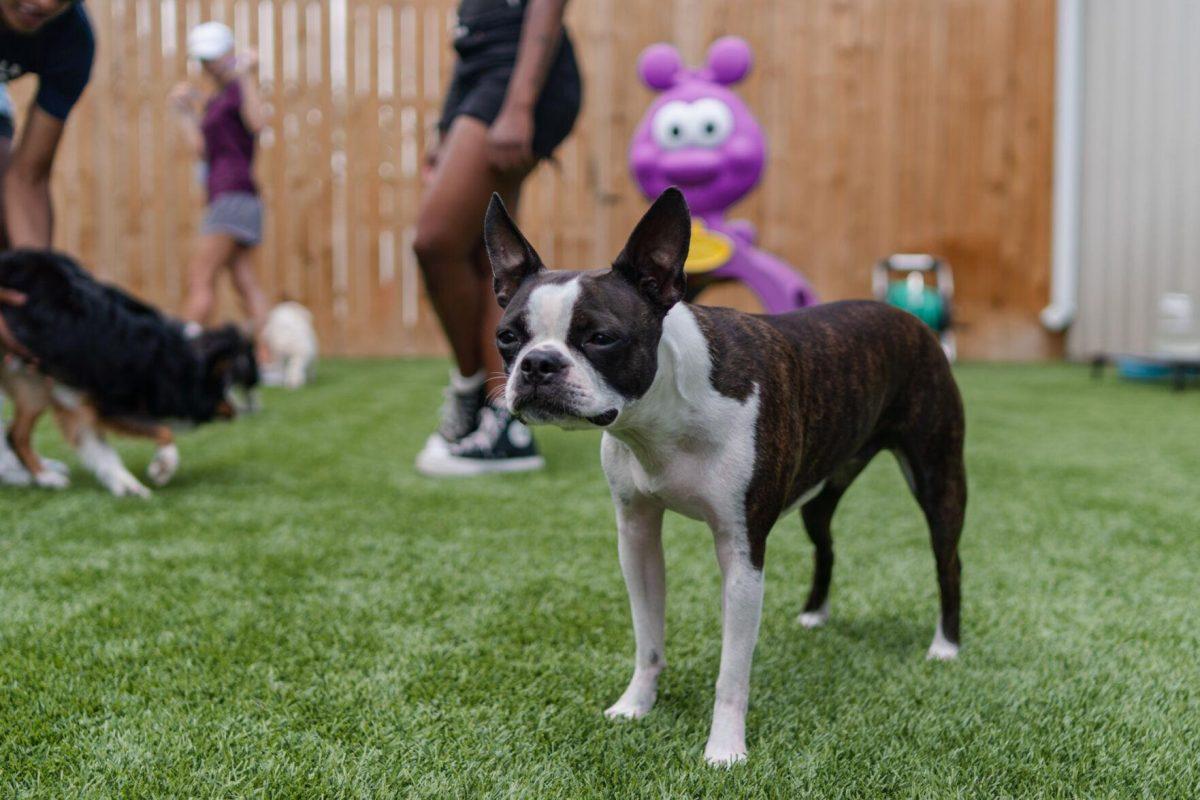 A dog stands in the sun Friday, April 26, 2024, at the doggy daycare facility at the LSU School of Veterinary Medicine in Baton Rouge, La.