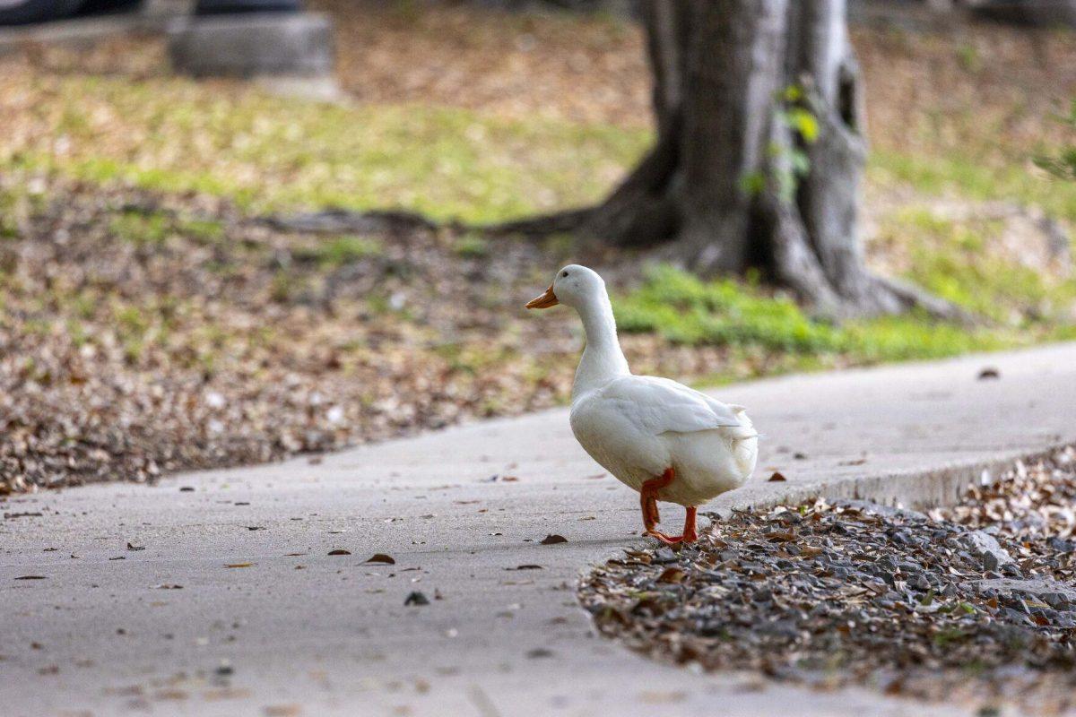 An American pekin crosses the sidewalk Tuesday, April 2, 2024, around Campus Lakes on LSU's campus.