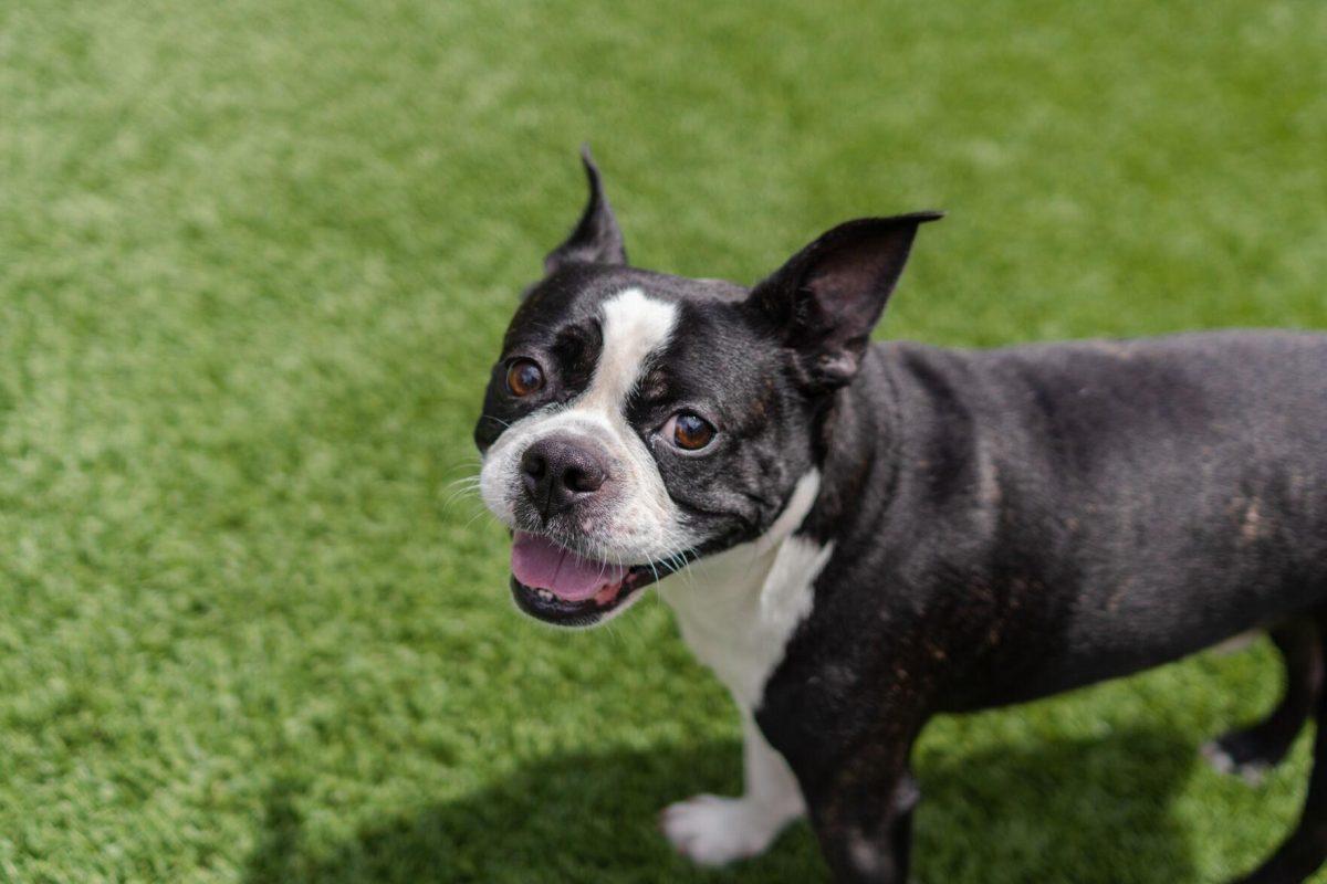 A dog stands in the sun Friday, April 26, 2024, at the doggy daycare facility at the LSU School of Veterinary Medicine in Baton Rouge, La.