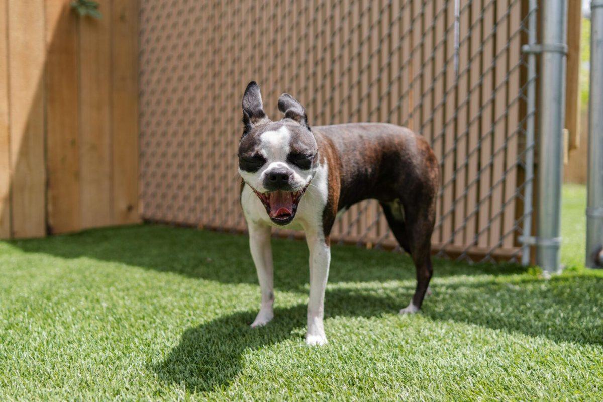 A dog opens its mouth Friday, April 26, 2024, at the doggy daycare facility at the LSU School of Veterinary Medicine in Baton Rouge, La.