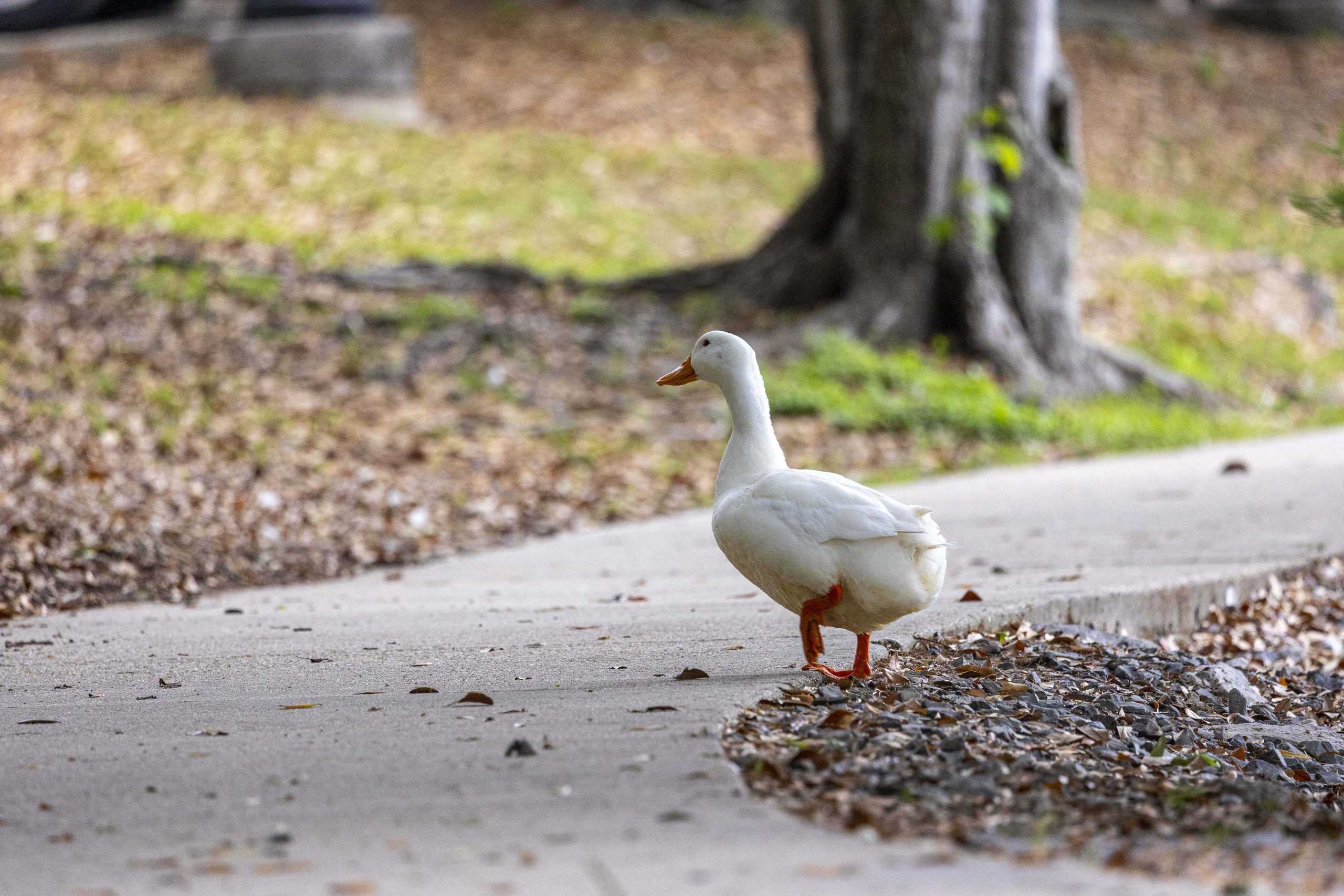 PHOTOS: What I learned from an hour with the campus ducks