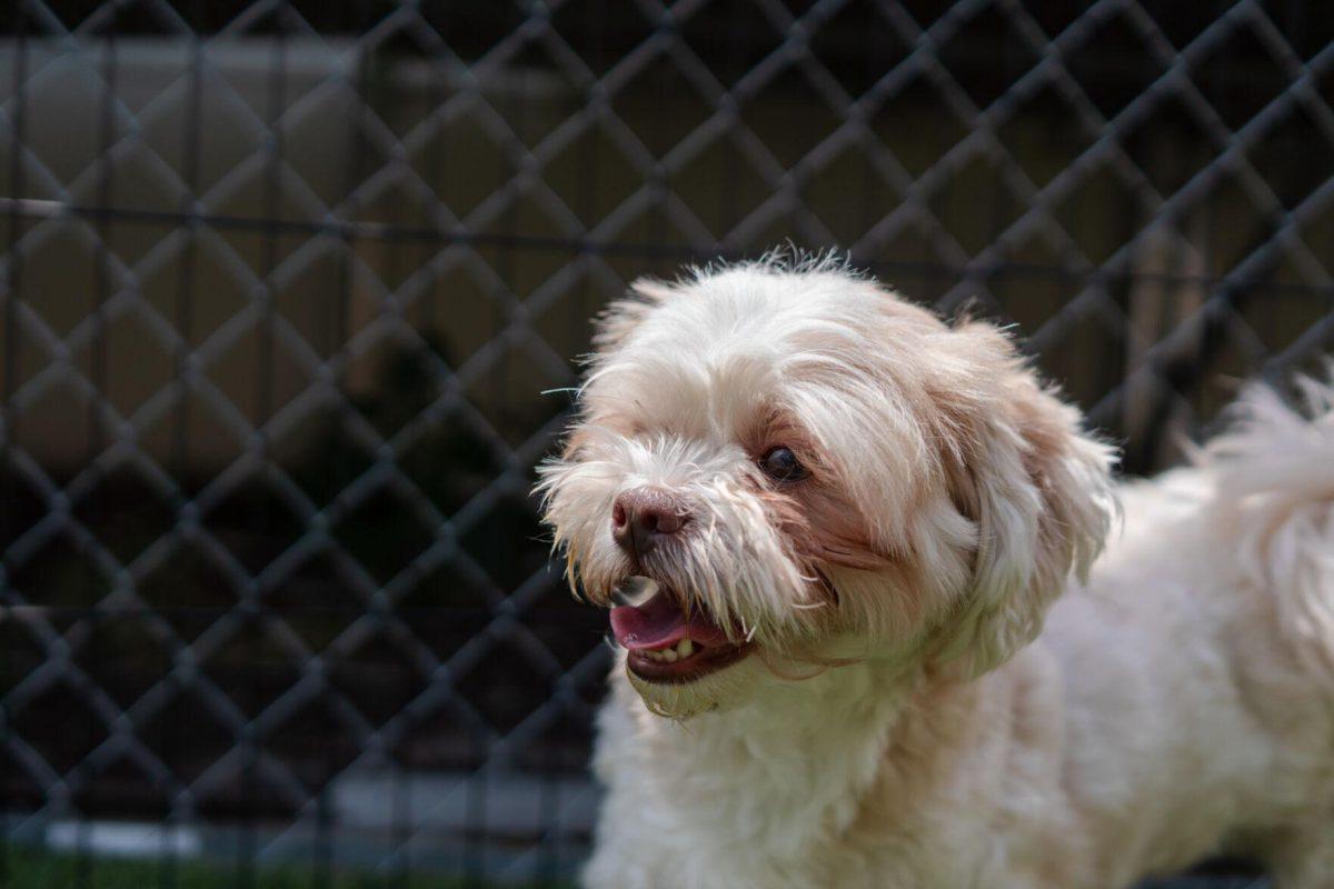 A dog opens its mouth Friday, April 26, 2024, at the doggy daycare facility at the LSU School of Veterinary Medicine in Baton Rouge, La.