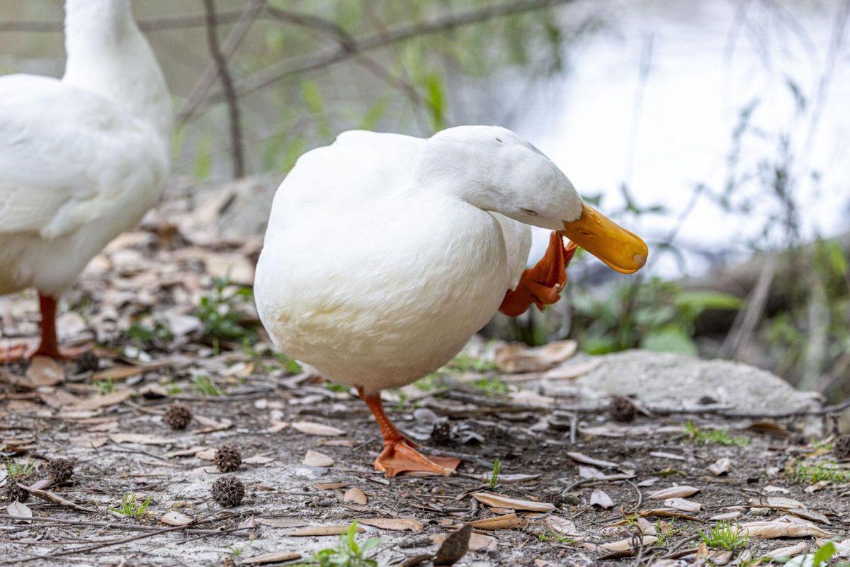 An American pekin scratches its beak Tuesday, April 2, 2024, around Campus Lake on LSU's campus.