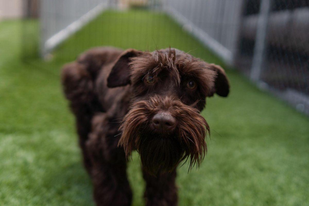 A dog looks directly into the camera Friday, April 26, 2024, at the doggy daycare facility at the LSU School of Veterinary Medicine in Baton Rouge, La.