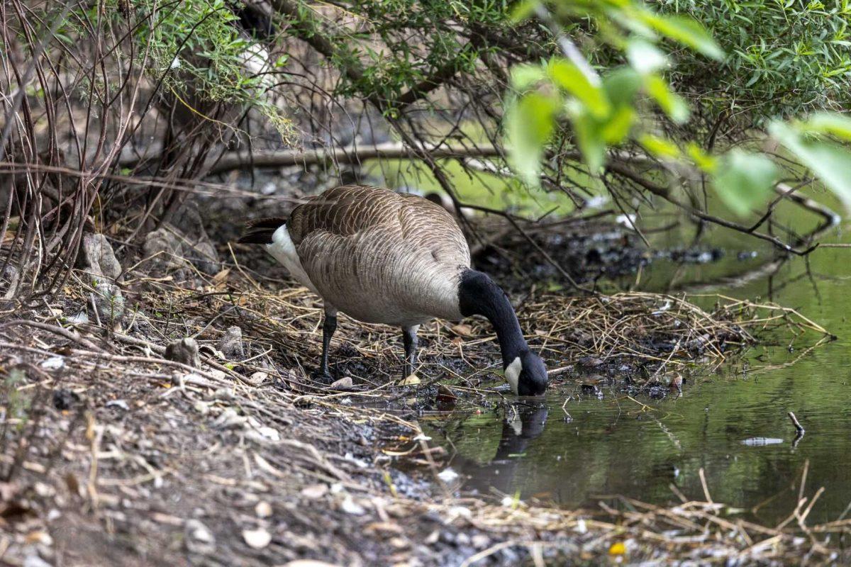 A goose takes a sip of water Tuesday, April 2, 2024, at the Campus Lake on LSU's campus.