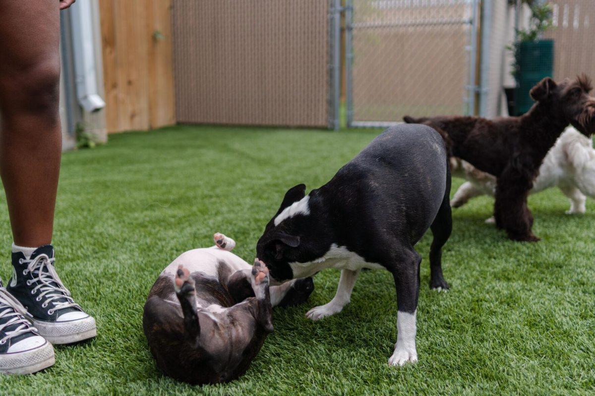 Dogs play in the yard Friday, April 26, 2024, at the doggy daycare facility at the LSU School of Veterinary Medicine in Baton Rouge, La.