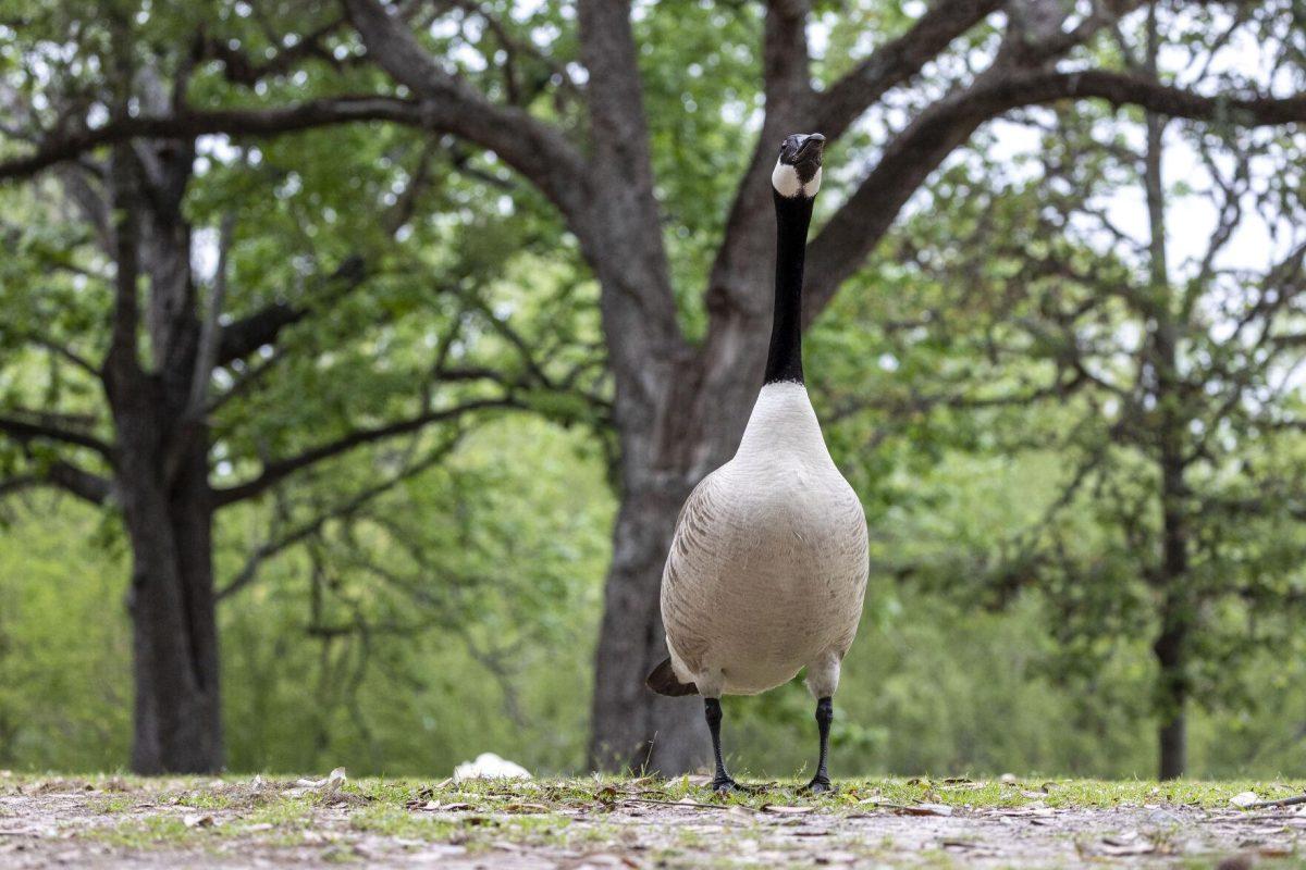 A goose stands tall over its ground Tuesday, April 2, 2024, around Campus Lake on LSU's campus.